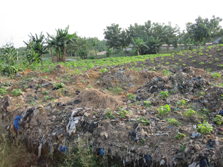 [Du manioc cultivé sur le site de déversement d'Akouédo, juillet 2016 © Amnesty International]