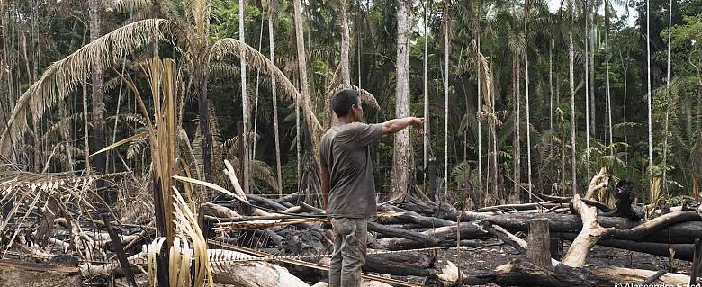 Déforestation Amazonie
