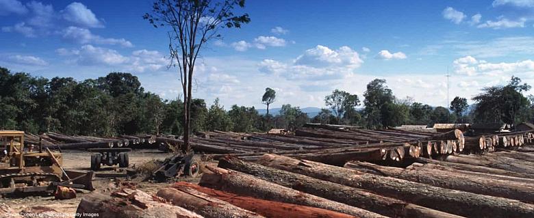 Cambodge déforestation 